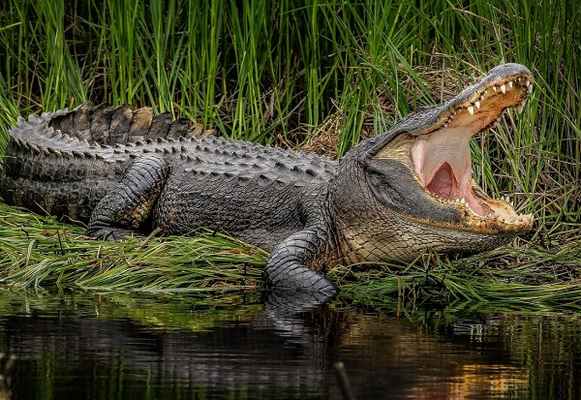 аллигаторы