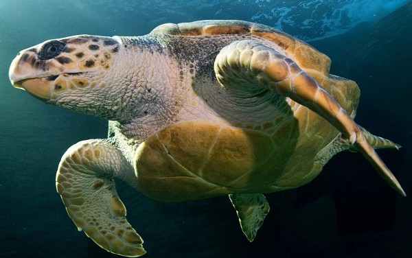 Головастая черепаха