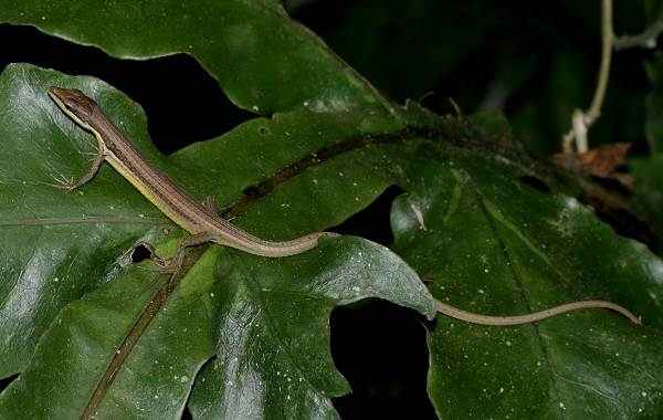 Виды-ящериц-с-названиями-особенностями-и-фото-25