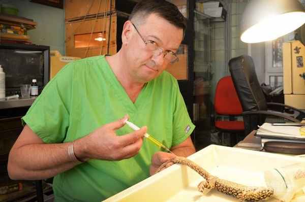 Дмитрий Васильев готовит к операции варана. Эти ящерицы могут достигать 3 м в длину.