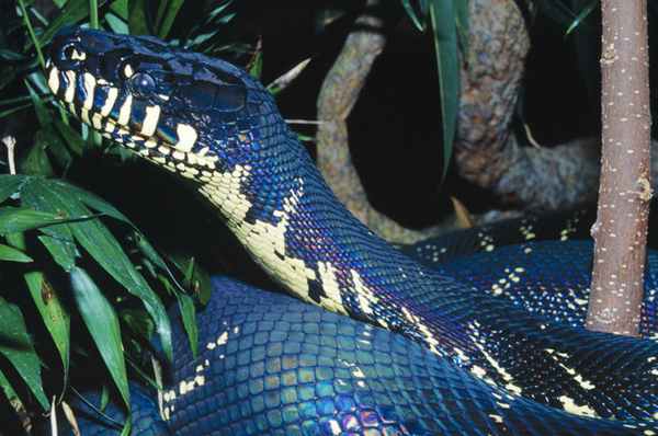 Черный питон.