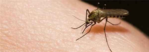 Укусы насекомых