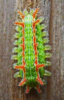 Колючий дубовый слизень