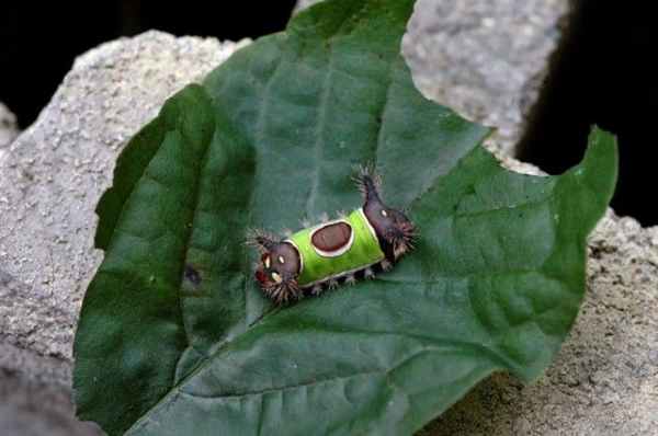 Гусеница с седлом