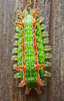 Колючий дубовый слизень