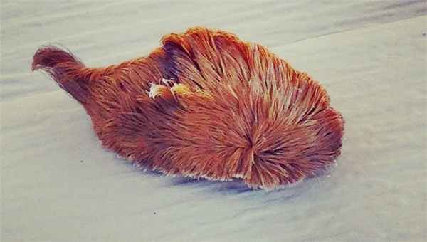 фланеливая