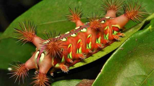 Кинжальная гусеница