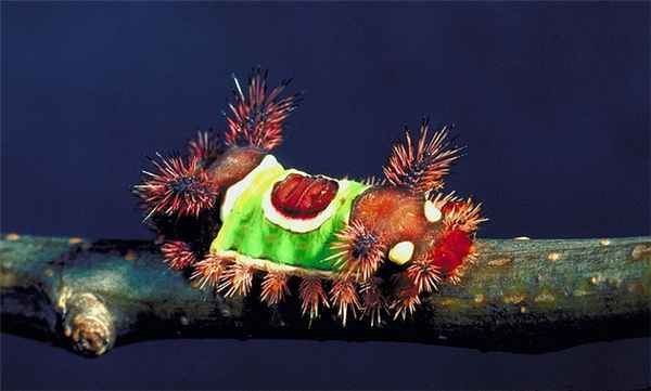 волосатая гусеница