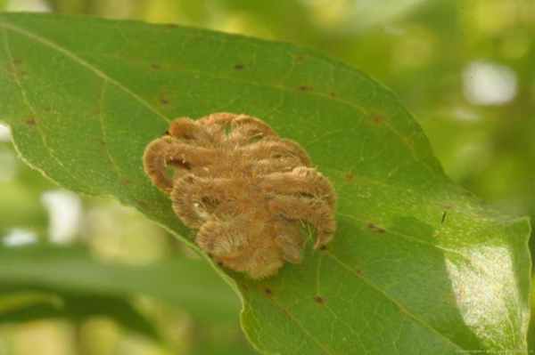 Обезьяний слизень