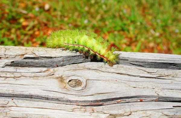 Слизень Нейсона