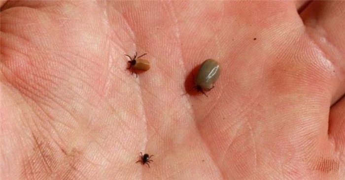 Что делать если укусил клещ? Лечить!