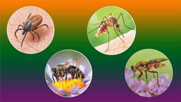 Укусы насекомых - одна из частых причин посещения пациентами врача дерматолога