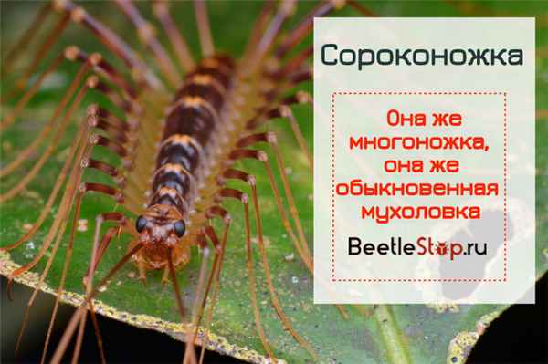 Обыкновенная мухоловка