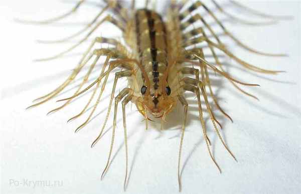 Крупные многоножки Крыма - мухоловка