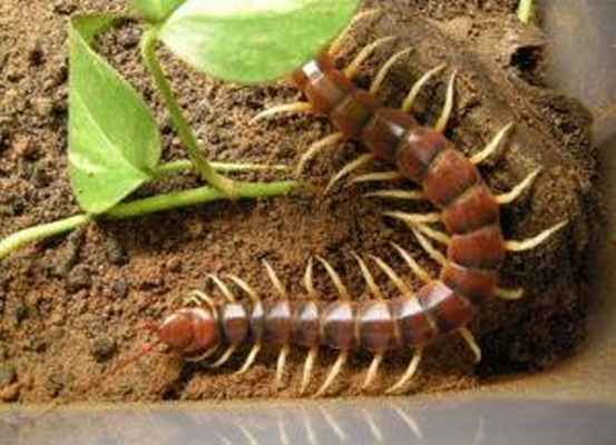 Укус сколопендры. 