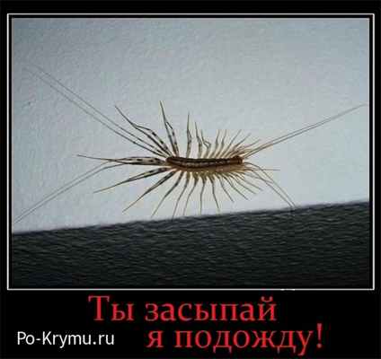 Все сороконожки и многоножки Крыма