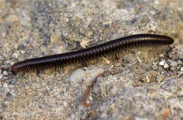 Безобидная крымская многоножка - кивсяк