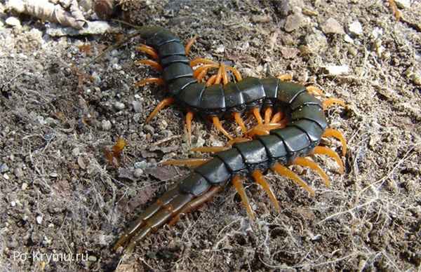 Опасная крымская многоножка - сколопендра