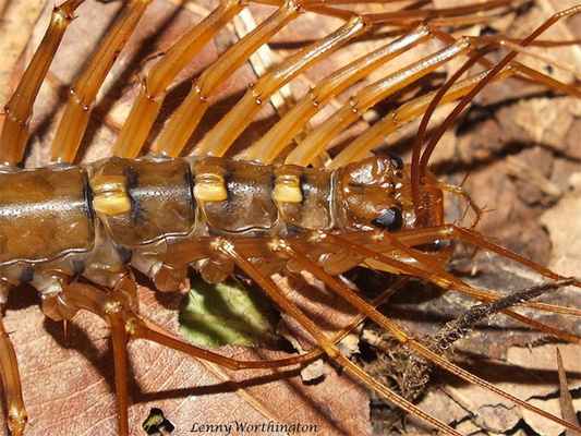 Многоножка крупным планом