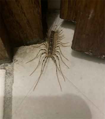 Многоножка уходит