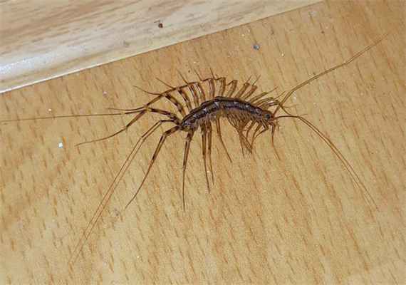 Обыкновенная мухоловка