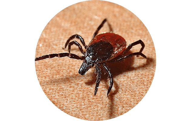 Клещ. Фото: Pixabay