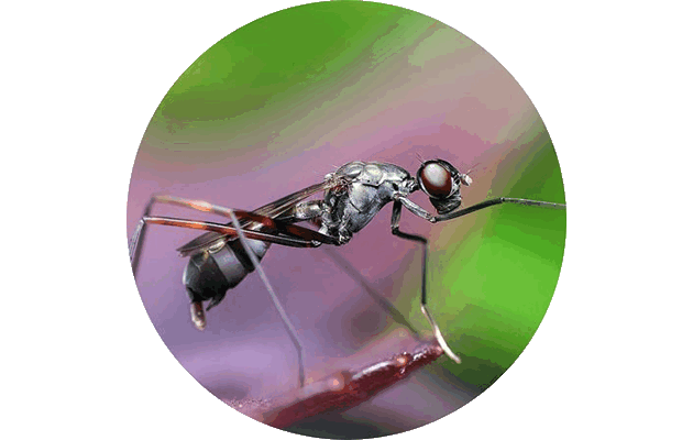 Муравей. Фото: Pixabay