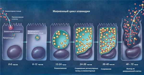 Цикл жизни хламидии.jpg