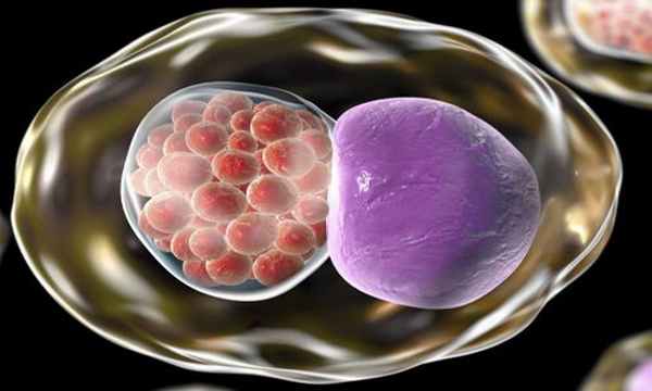 Инфекция урогенитальный хламидиоз