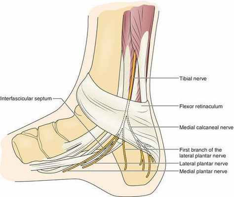 Тарзальный канал