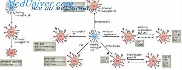 ушиб мозжечка