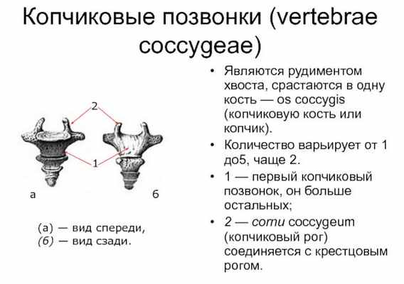 Ушиб и перелом копчика