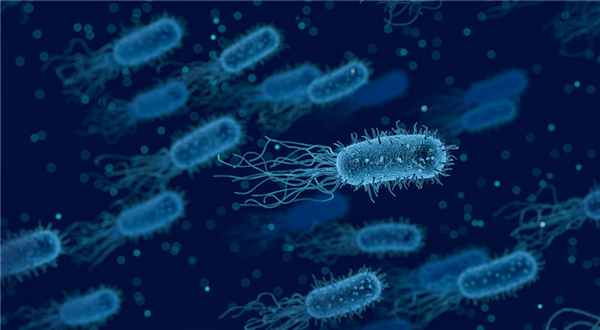 Патогенная сальмонелла