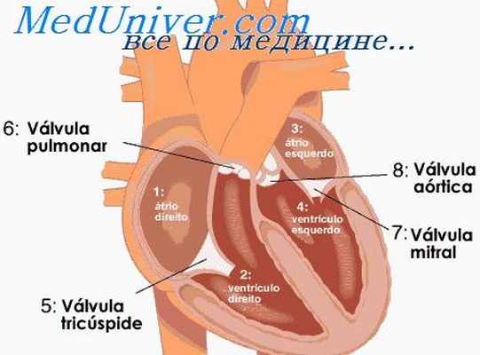 реципрокные аритмии