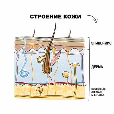 Строение кожи.jpg