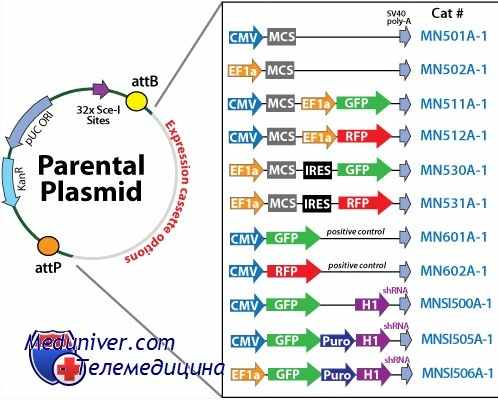 векторы в молекулярной генетике