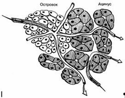 Инсулоацинарная портальная система поджелудочной железы, соотношение экзокринной и эндокринной частей