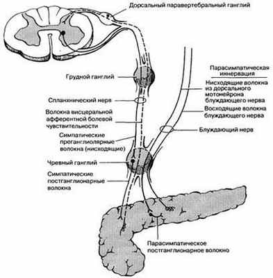 Вегетативная иннервация поджелудочной железы и верхнее брыжеечное сплетения