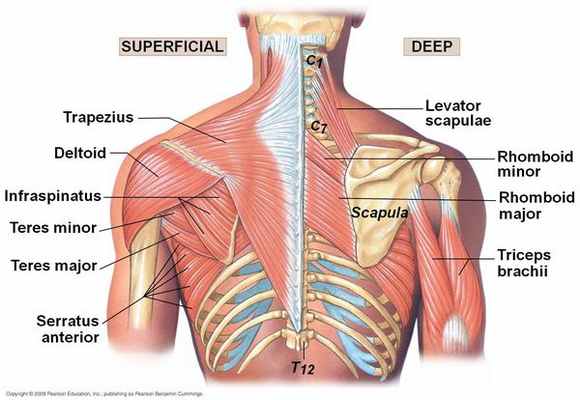 Мышцы спины