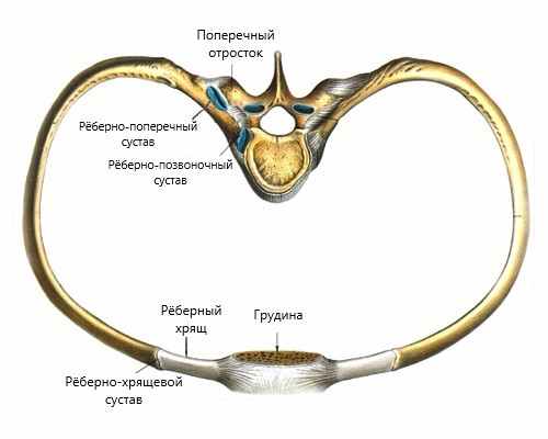 Вертеброгенная торакалгия.jpg