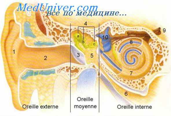 вестибулоспинальный рефлекс