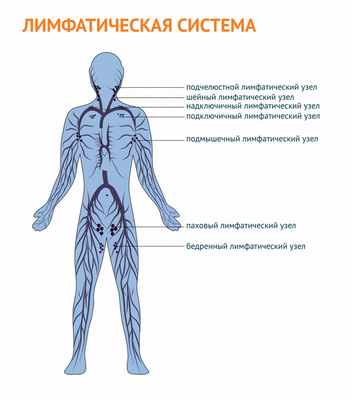 лимфатическая система.jpg