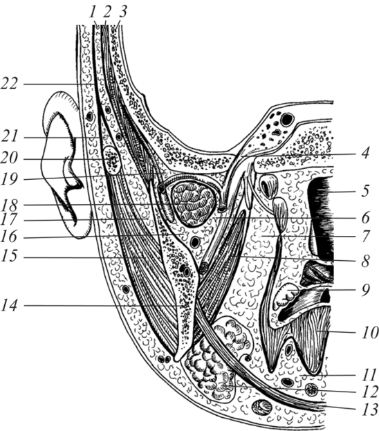 Клетчаточные пространства височной области и глубокой области лица