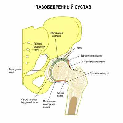 Строение ТБС.jpg