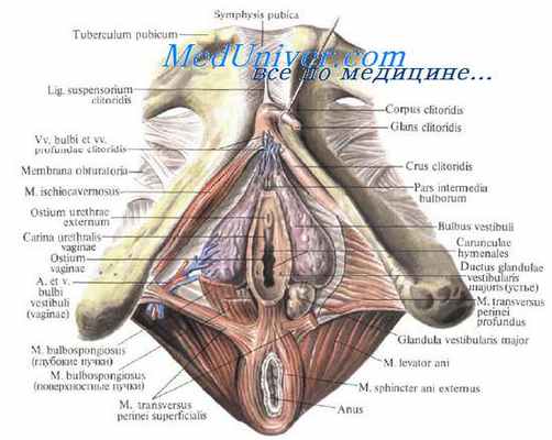 Топография влагалища. Влагалище. Кровоснабжение влагалища. Иннервация влагалища