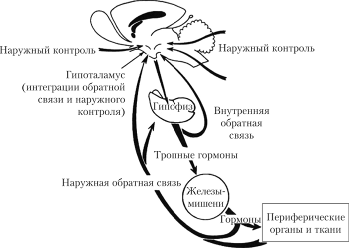 Регуляция деятельности гипоталамо-гипофизарной системы по принципу отрицательной обратной связи