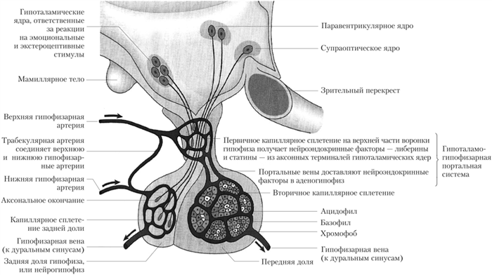 Строение гипофиза и его связь с гипоталамусом