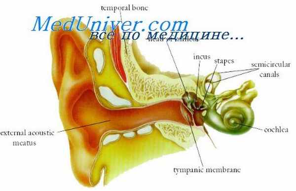 внутриушные мышцы