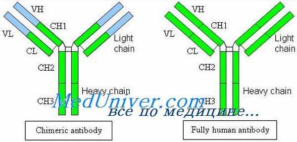 различия иммуноглобулинов