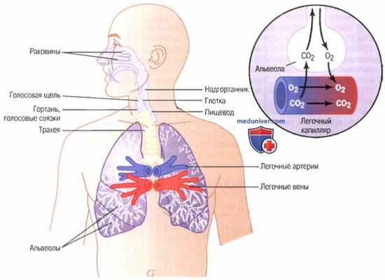 Вокализация и фонация. Артикуляция и резонанс